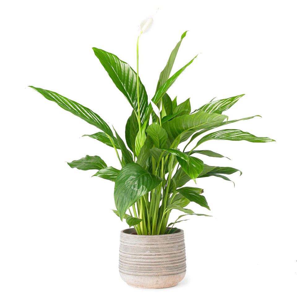 Peace_Lily_j_960x960