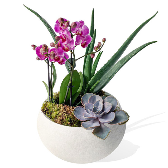 orchid-aloe-600px__97184.1629886368